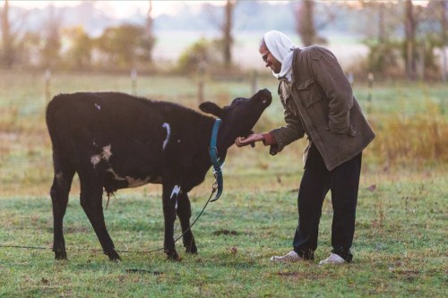 A person in a hoodie gently interacts with a calf in a grassy field during daylight.