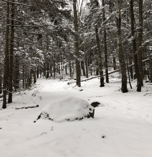 A snowy forest scene with tall trees and a large rock covered in snow, creating a serene winter landscape.