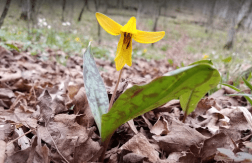 A vibrant yellow flower with pointed petals grows among brown leaves in a forested area.