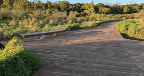 A wooden boardwalk winding through a grassy area with trees in the background under a clear sky.