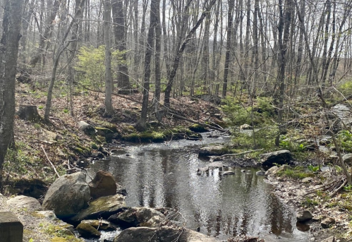 A serene forest scene featuring a calm stream surrounded by trees and rocks, with greenery peeking through.