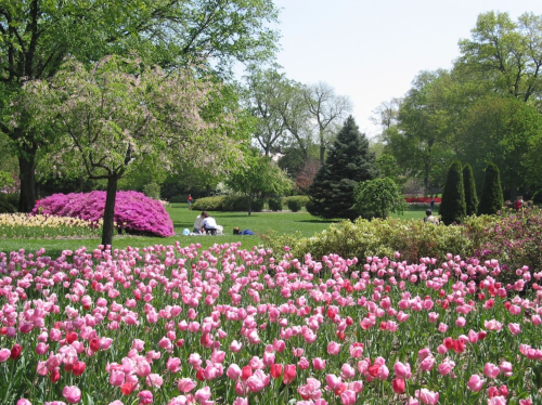 A vibrant garden filled with pink tulips, lush greenery, and blooming trees under a clear blue sky.
