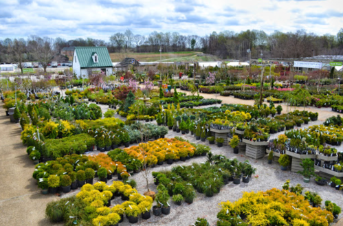 A vibrant garden center filled with various plants and flowers in pots, with a small white building in the background.