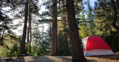 A red and white tent nestled among tall trees in a serene forest setting. Sunlight filters through the branches.