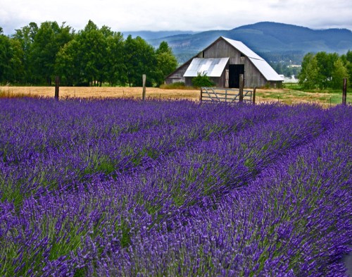 A vibrant lavender field in bloom, with a rustic barn and mountains in the background under a cloudy sky.