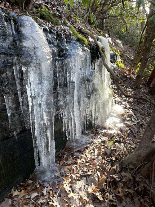 Icicles hanging from a rocky surface, surrounded by moss and fallen leaves in a wooded area.