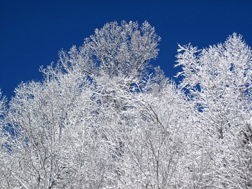 Snow-covered trees against a clear blue sky, creating a serene winter landscape.