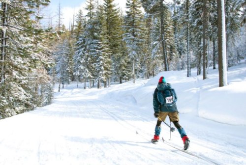 A skier in winter gear glides along a snowy trail surrounded by tall pine trees.