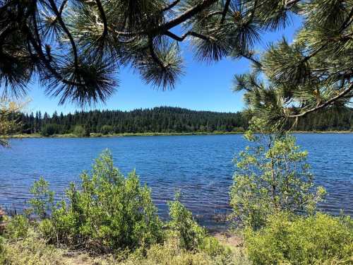 A serene lake surrounded by lush greenery and tall trees under a clear blue sky.