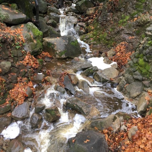 A small stream flows over rocks, surrounded by autumn leaves and mossy stones in a wooded area.