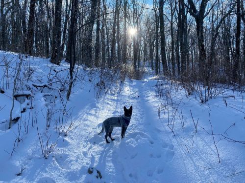 A dog stands on a snowy path in a forest, with sunlight filtering through the trees in the background.