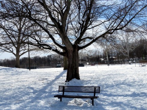A bare tree stands in a snowy park, with a black bench beneath it and a clear blue sky above.