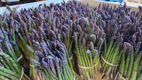 Bunches of fresh purple asparagus stacked together in a market display.