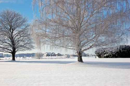 A snowy landscape featuring two trees, one with icicles, and distant houses under a clear blue sky.