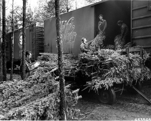 Workers unloading Christmas trees from a train car into a truck in a forested area.