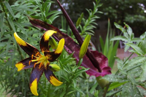 A vibrant flower with yellow and black petals surrounded by green foliage and other plants.