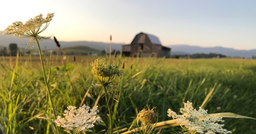 A rustic barn in the distance, surrounded by green grass and wildflowers under a golden sunset.