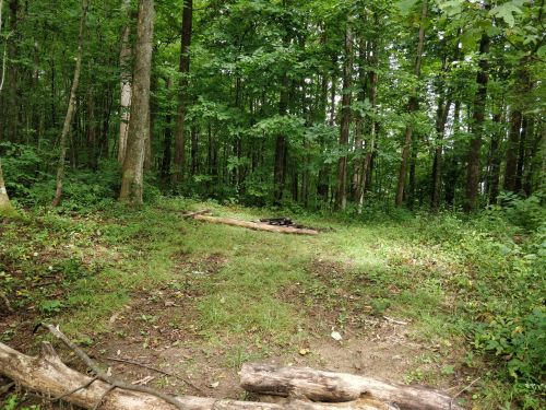 A clearing in a lush green forest, with a few logs and a small fire pit surrounded by trees.