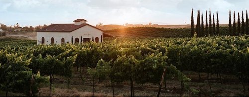 A vineyard at sunset, featuring rows of grapevines and a charming white building surrounded by tall cypress trees.