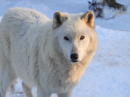 A close-up of a white Arctic wolf standing on snow, with a focused expression and fluffy fur.
