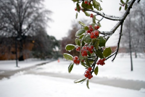 A close-up of red berries on a branch, covered in ice, with a snowy landscape in the background.