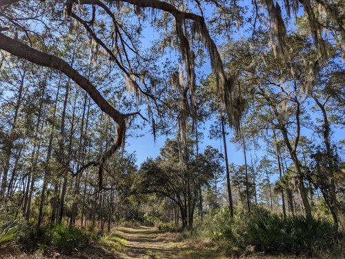 A serene forest path lined with trees draped in Spanish moss under a clear blue sky.