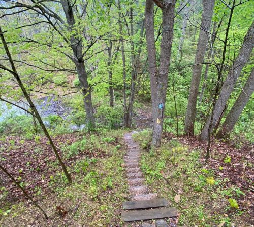 A wooden staircase leads down through lush green trees to a forested area, with a dog in the foreground.