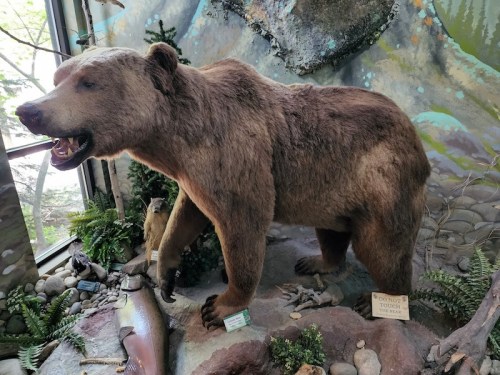 A mounted bear stands on a rocky display, surrounded by greenery and a fish, showcasing a natural habitat scene.