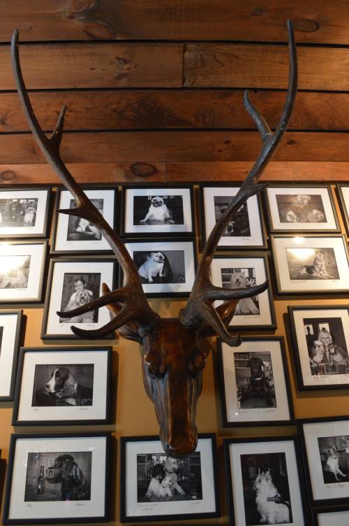 A mounted deer head with large antlers displayed on a wall covered in black-and-white framed photos.