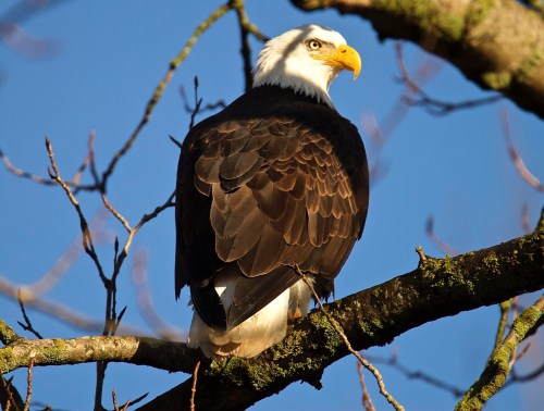 A bald eagle perched on a tree branch, facing away, with a clear blue sky in the background.