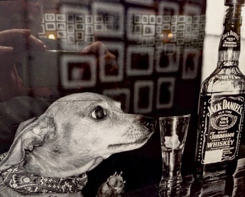 A dog with a bandana gazes at a glass and a bottle of Jack Daniel's whiskey on a reflective surface.
