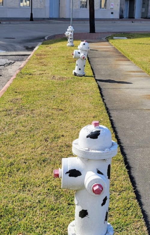A row of white fire hydrants with black spots on a grassy area next to a sidewalk.