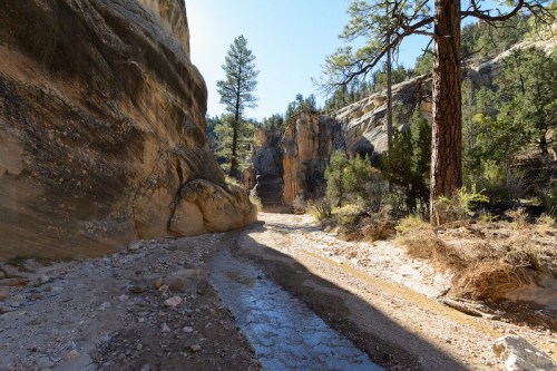 A narrow canyon with rocky walls, a stream running through, and tall trees lining the path under a clear blue sky.