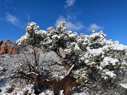 A snow-covered tree stands against a blue sky, with rocky formations and a snowy landscape in the background.