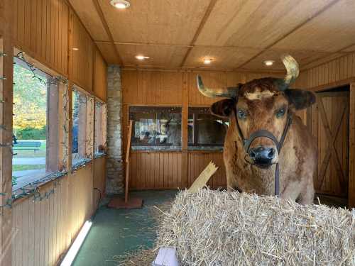 A large brown cow with horns stands inside a wooden barn, next to a hay bale, with windows and warm lighting.