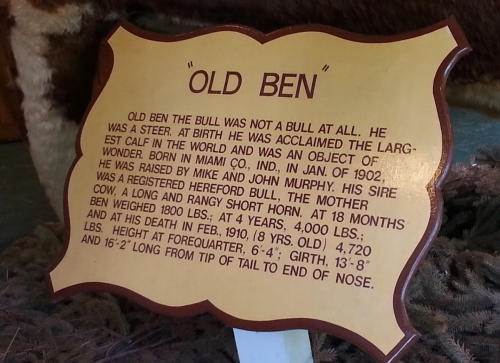 Sign about "Old Ben," a large bull known for his size and history, detailing his weight, height, and lineage.