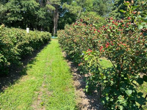 A sunny path between rows of berry bushes, with lush green grass and trees in the background.