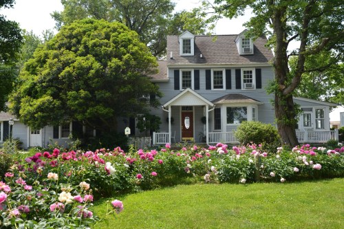 A charming gray house with white trim surrounded by colorful peony flowers and lush greenery.