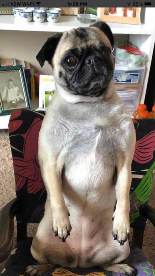 A seated pug with a curious expression, sitting upright on a chair with a colorful floral pattern.