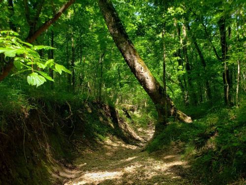 A winding dirt path through a lush green forest with a large, leaning tree overhead.