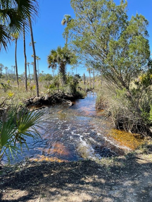 A serene waterway flows through a lush landscape with palm trees and greenery under a clear blue sky.