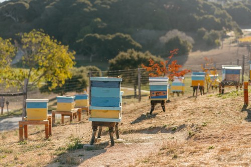 Colorful beehives on stands in a sunny field, surrounded by trees and rolling hills.