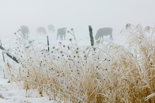 Cows grazing in a foggy, snowy field, with frosted grass and plants in the foreground.