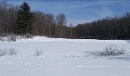 A snowy landscape with a frozen pond, surrounded by bare trees and a single evergreen in the background.