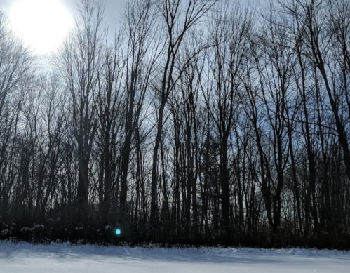 A snowy landscape with bare trees silhouetted against a bright sun in a clear blue sky.