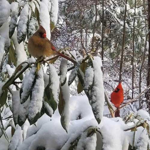 A snowy scene featuring a brown bird and a bright red cardinal perched on green leaves.