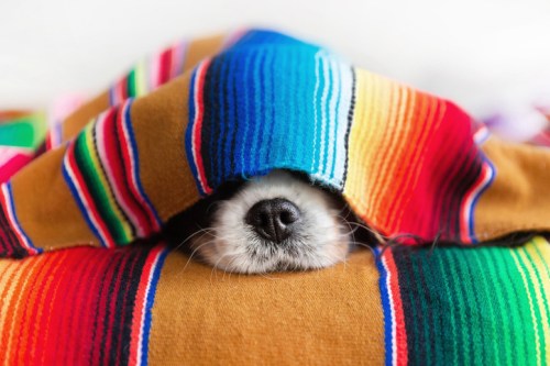 A cozy dog peeks out from under a colorful striped blanket, with only its nose visible.