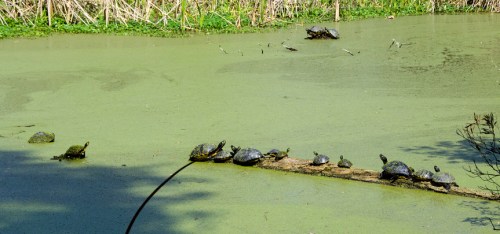 A group of turtles sunbathing on a log in a green, algae-covered pond surrounded by reeds.