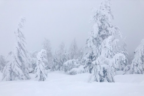 A snowy landscape with tall trees covered in thick white snow, shrouded in fog.