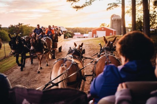 A horse-drawn wagon rides down a dirt path at sunset, with people enjoying the view from nearby.